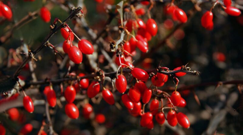 A drug depends on the Berberrine plant, which was used for traditional medication