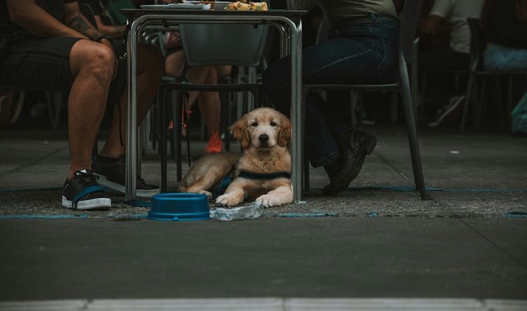 Dog remains under the table between two people's feet, the dog pierces on the side